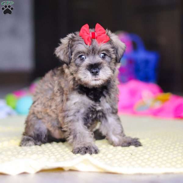 Josie, Miniature Schnauzer Puppy
